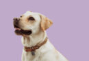 Best Training Collar For Stubborn Dogs