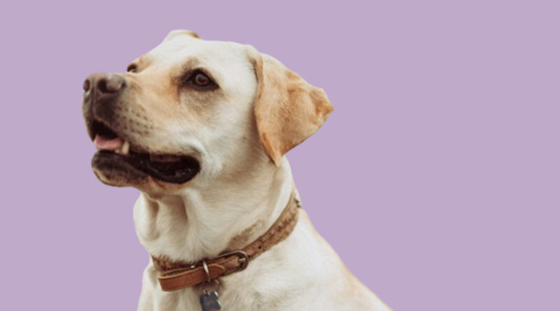 Best Training Collar For Stubborn Dogs