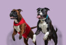 Boxers Dogs Training