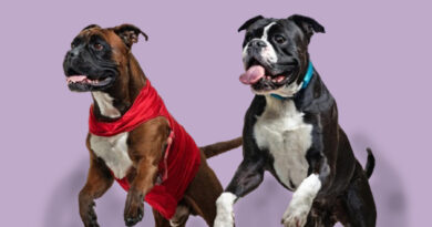 Boxers Dogs Training