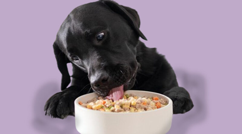 Homemade Dog Food Recipe for Senior Dogs