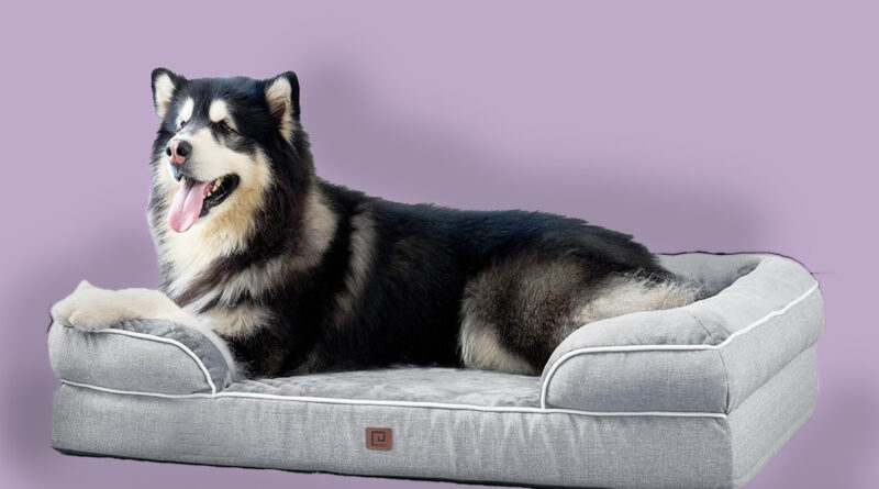 Orthopedic Dog Bed XL