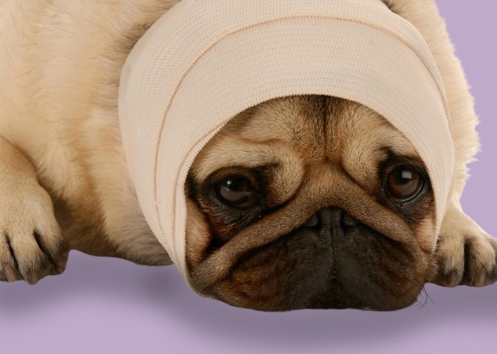 Pug Dogs Health Issues