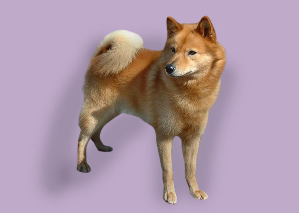 Rarest Dog Breed In The World