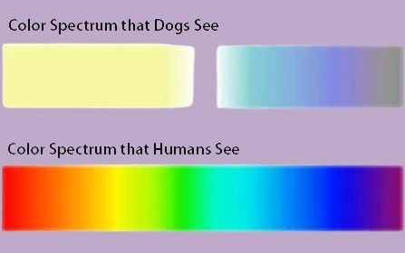 what colors can dogs see best